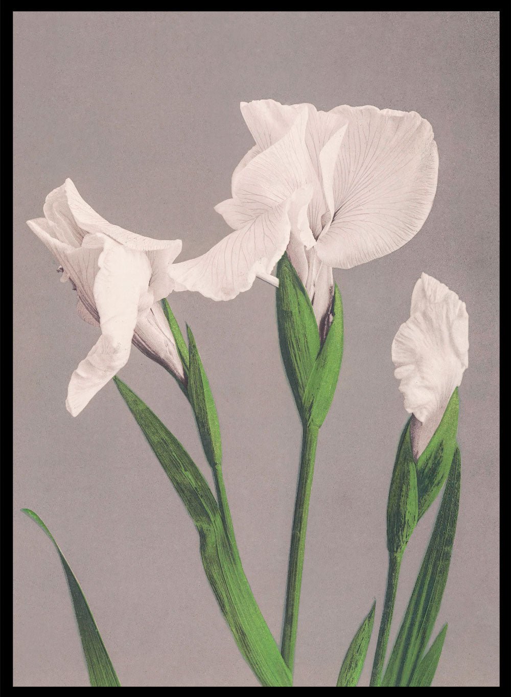 Ogawa Kazumasa White Irises Flowers Japanese Art Print OK03B_Sugar & Canvas