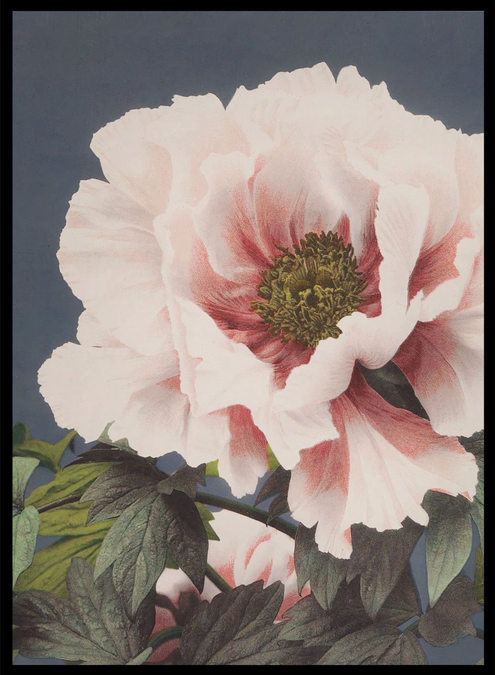 Ogawa Kazumasa Tree Peony Flowers Japanese Art Print OK02B_Sugar & Canvas