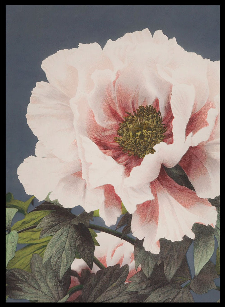 Ogawa Kazumasa Tree Peony Flowers Japanese Art Print OK02B_Sugar & Canvas