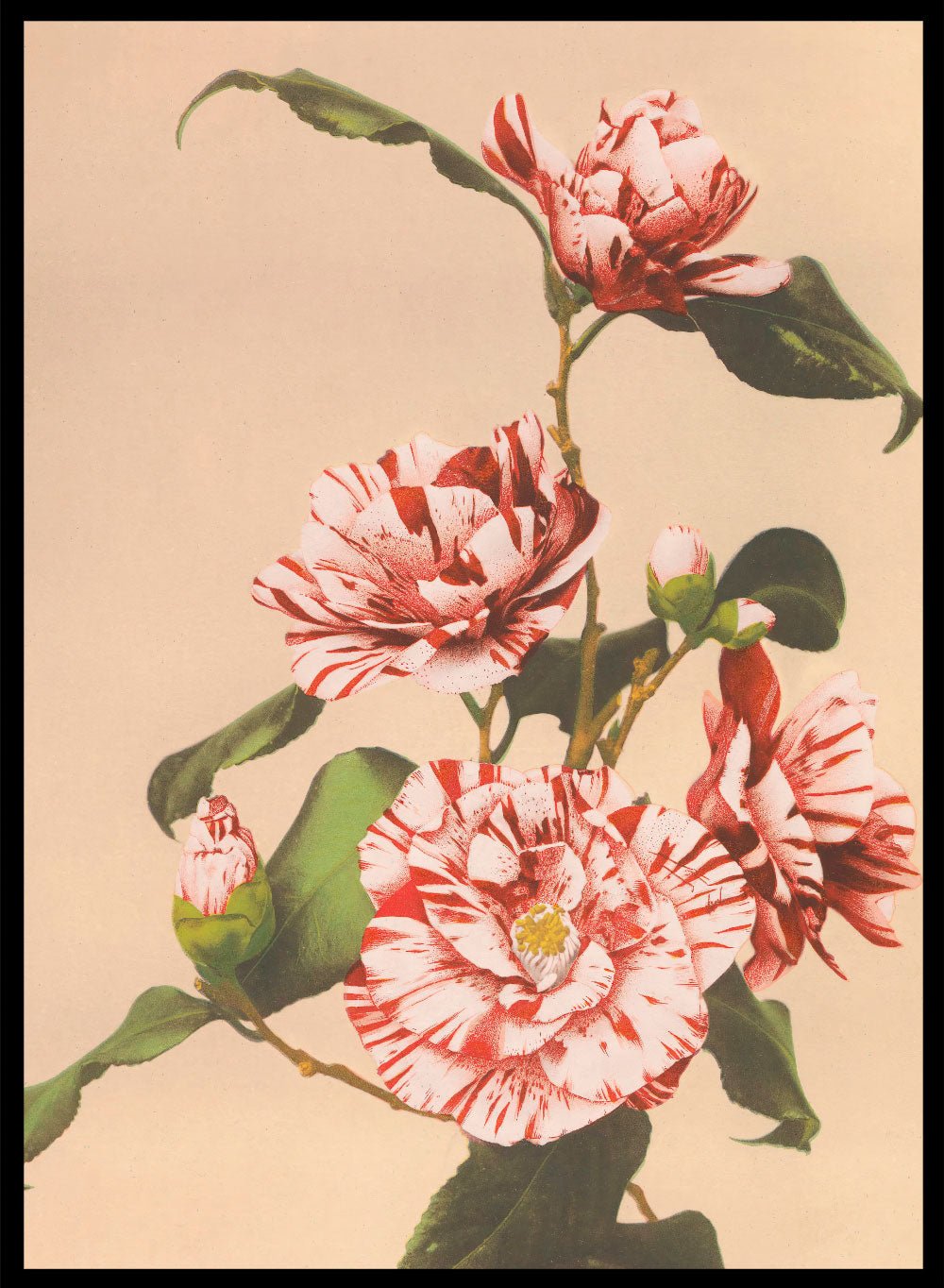 Ogawa Kazumasa Red Striped Camellias Flowers Japanese Art Print OK06B_Sugar & Canvas