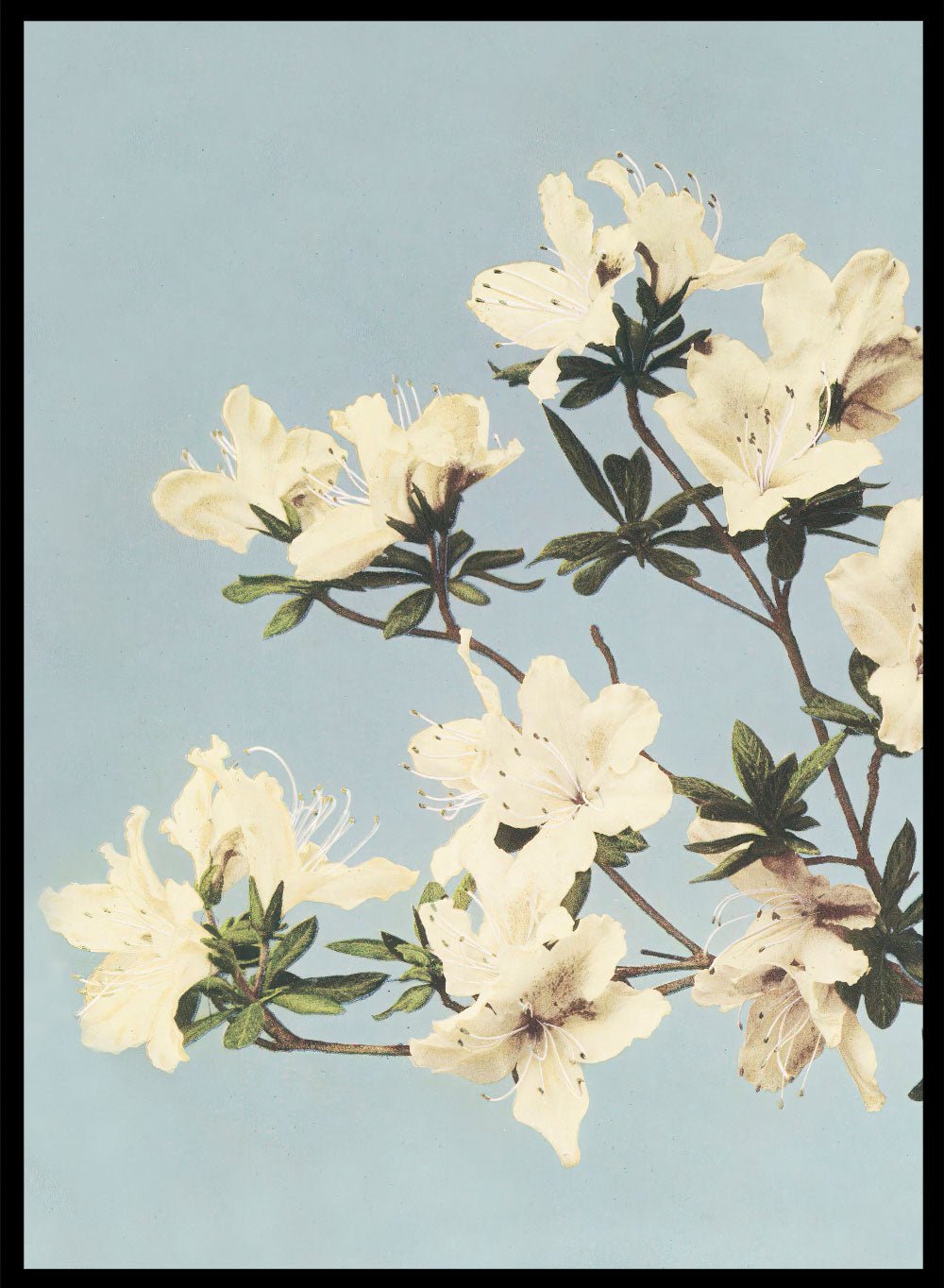 Ogawa Kazumasa White Azaleas Flowers Japanese Art Print OK04B_Sugar & Canvas