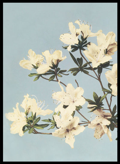 Ogawa Kazumasa White Azaleas Flowers Vintage Japanese Photograph Botanical Art Print | Antique Japanese Floral Painting Japanese Poster