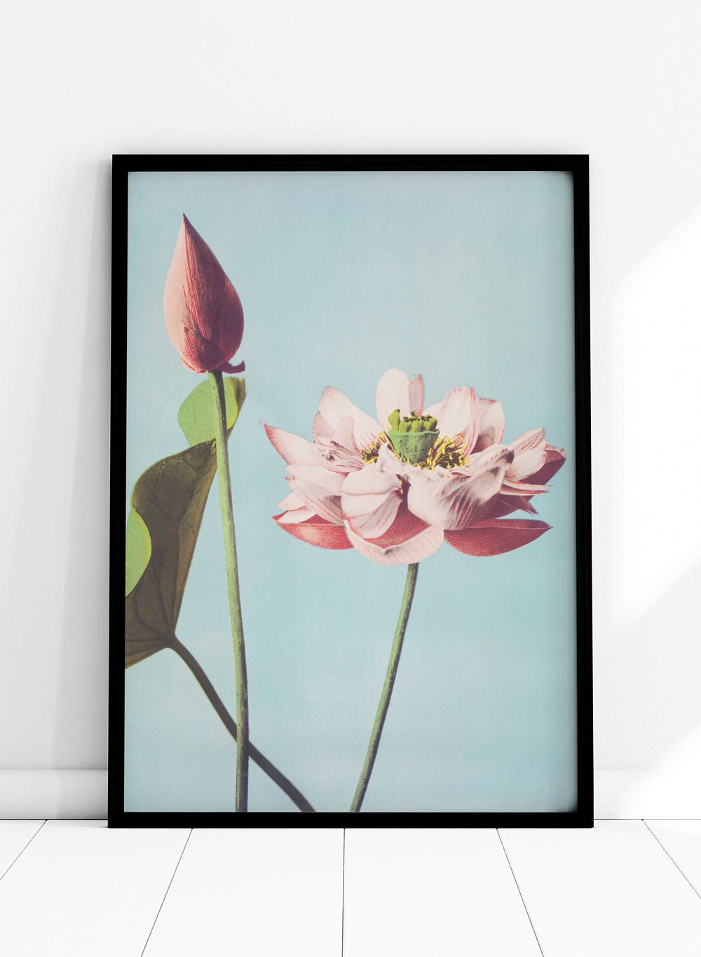 Ogawa Kazumasa Lotus Flowers Japanese Art Print OK01B_Sugar & Canvas
