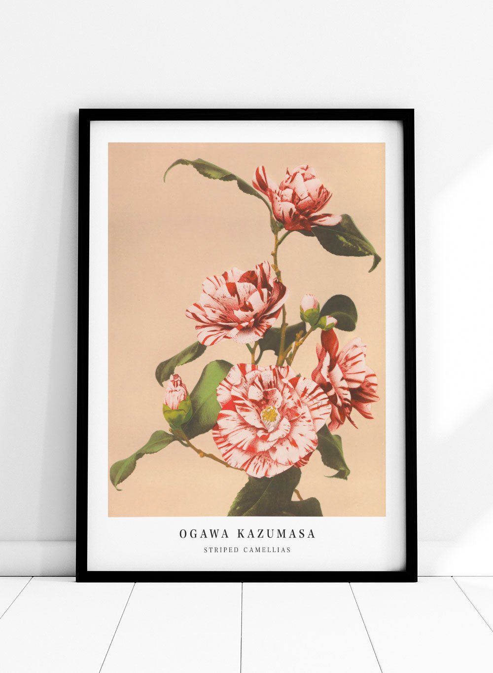 Ogawa Kazumasa Red Striped Camellias Flowers Japanese Art Print OK06_Sugar & Canvas