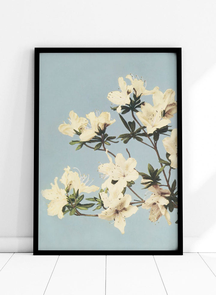 Ogawa Kazumasa White Azaleas Flowers Japanese Art Print OK04B_Sugar & Canvas