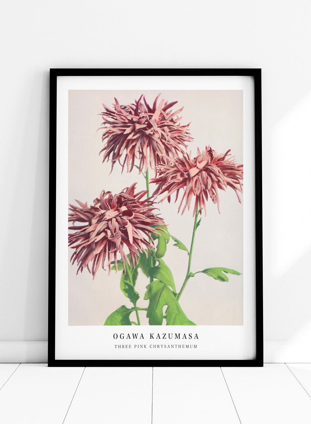 Ogawa Kazumasa Pink Chrysanthemum Flowers Japanese Art Print OK07_Sugar & Canvas
