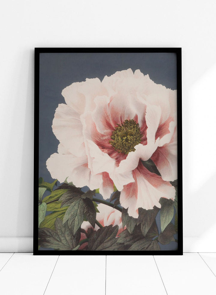 Ogawa Kazumasa Tree Peony Flowers Japanese Art Print OK02B_Sugar & Canvas