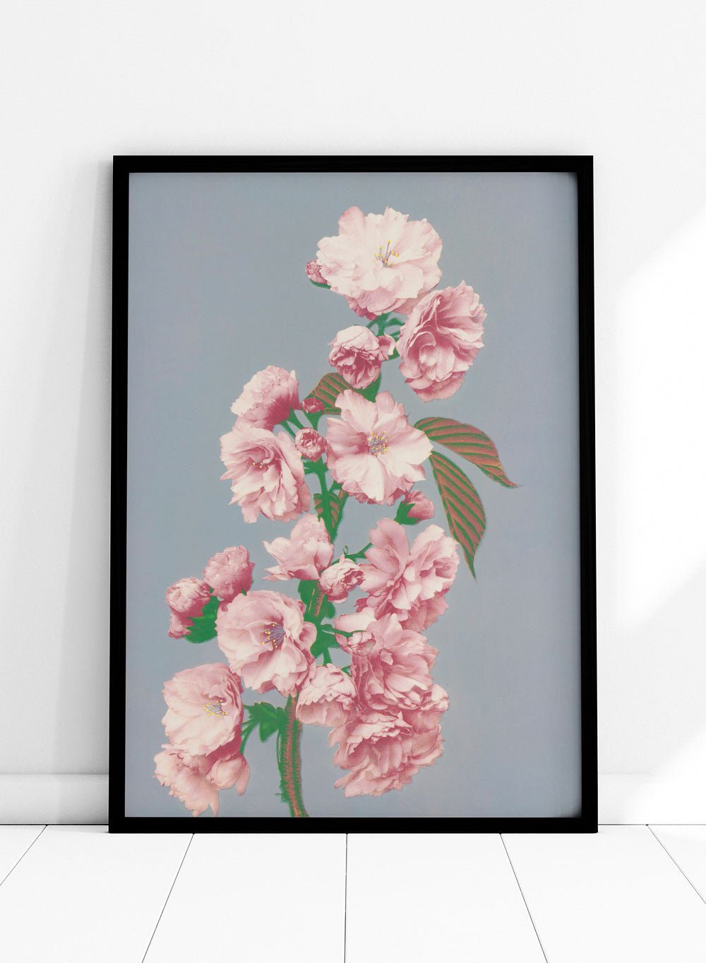 Ogawa Kazumasa Pink Cherry Blossom Flowers Japanese Art Print OK05B_Sugar & Canvas