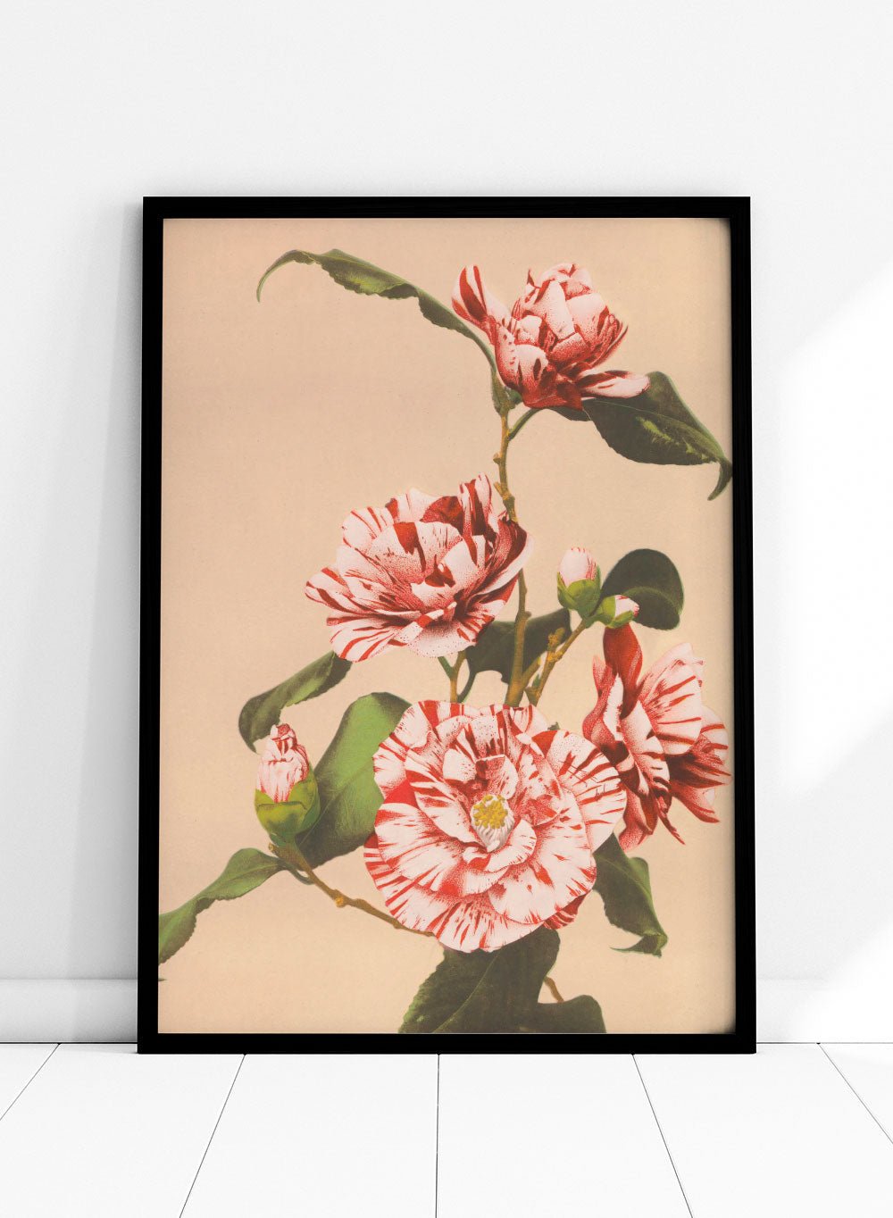 Ogawa Kazumasa Red Striped Camellias Flowers Japanese Art Print OK06B_Sugar & Canvas