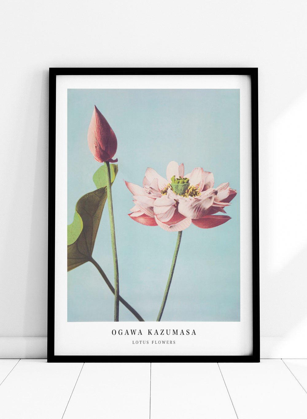 Ogawa Kazumasa Lotus Flowers Japanese Art Print OK01_Sugar & Canvas