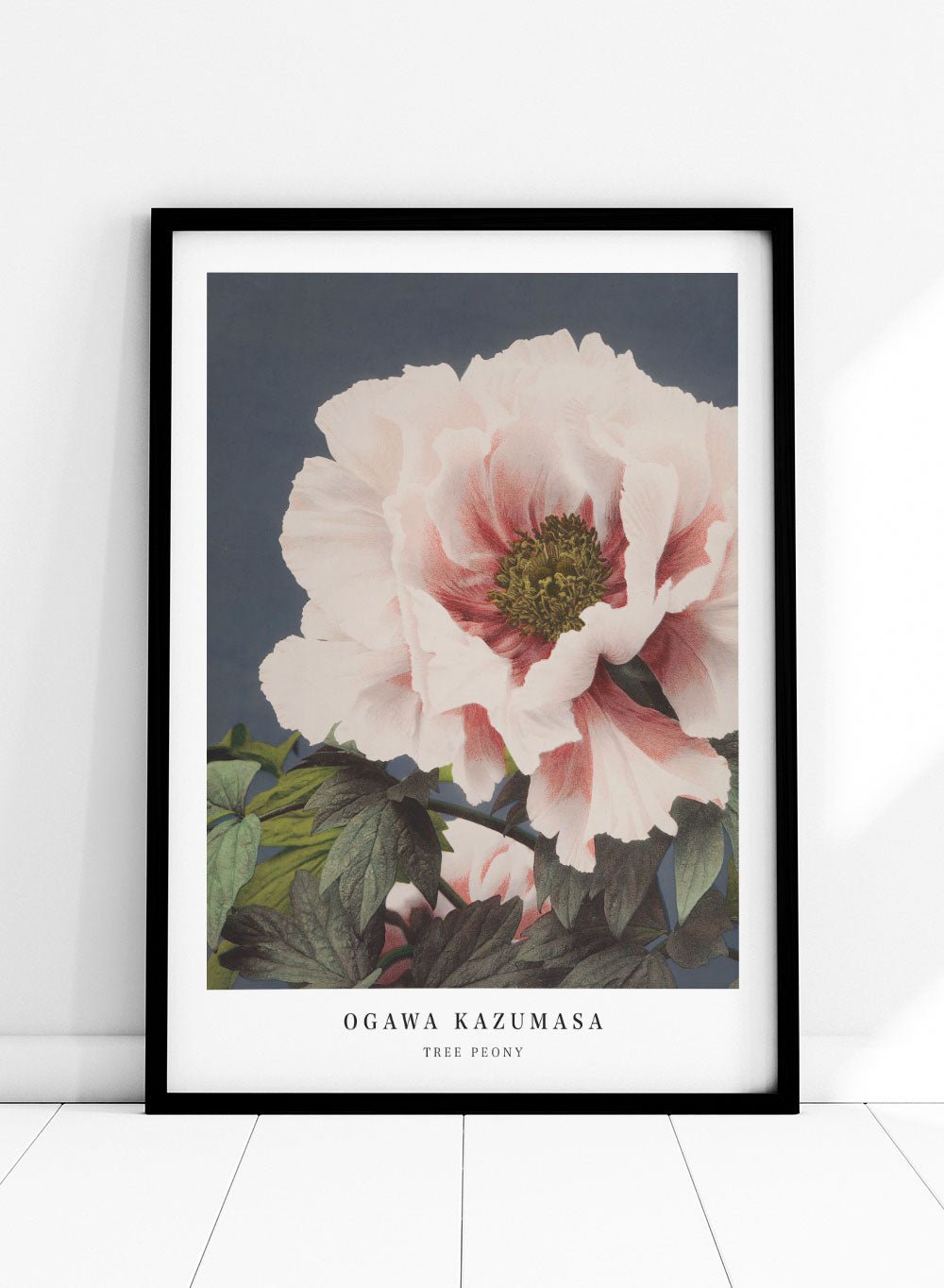 Ogawa Kazumasa Tree Peony Flowers Japanese Art Print OK02_Sugar & Canvas