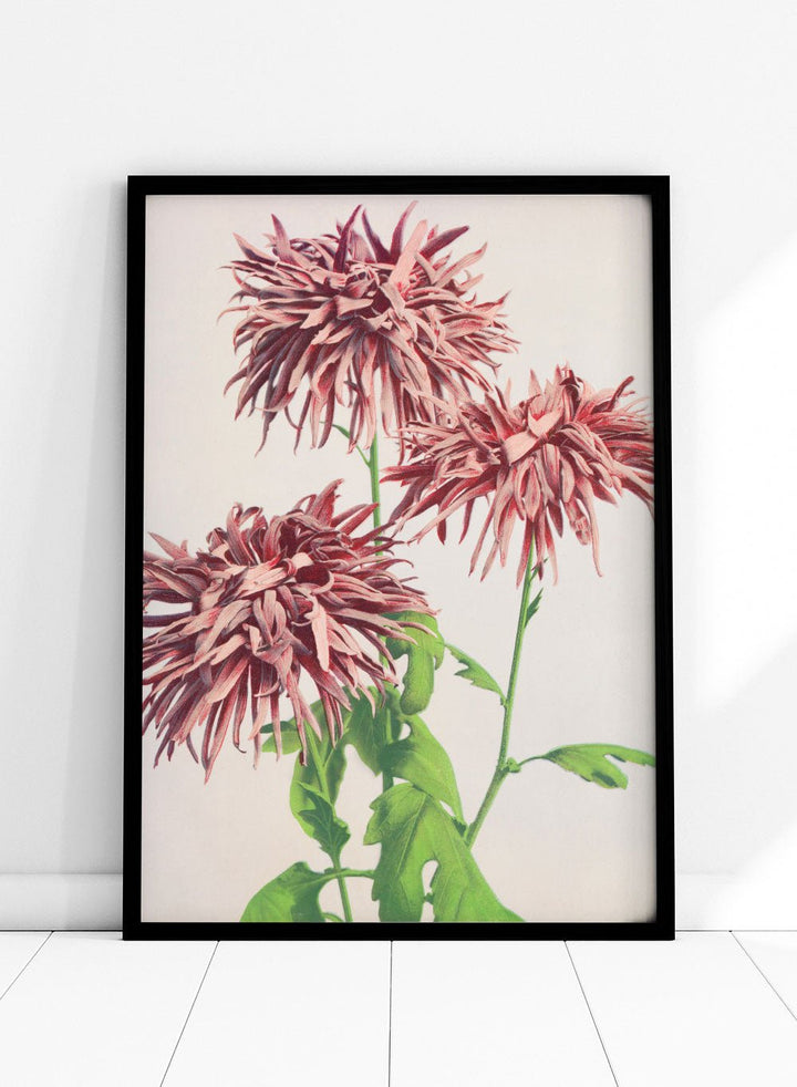 Ogawa Kazumasa Pink Chrysanthemum Flowers Japanese Art Print OK07B_Sugar & Canvas