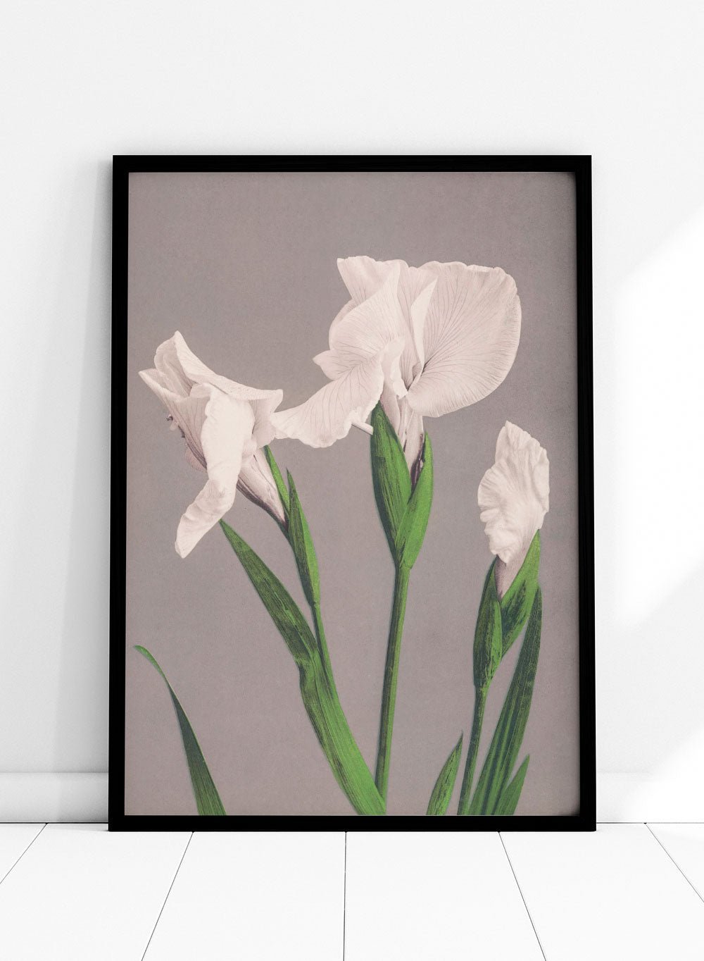 Ogawa Kazumasa White Irises Flowers Japanese Art Print OK03B_Sugar & Canvas