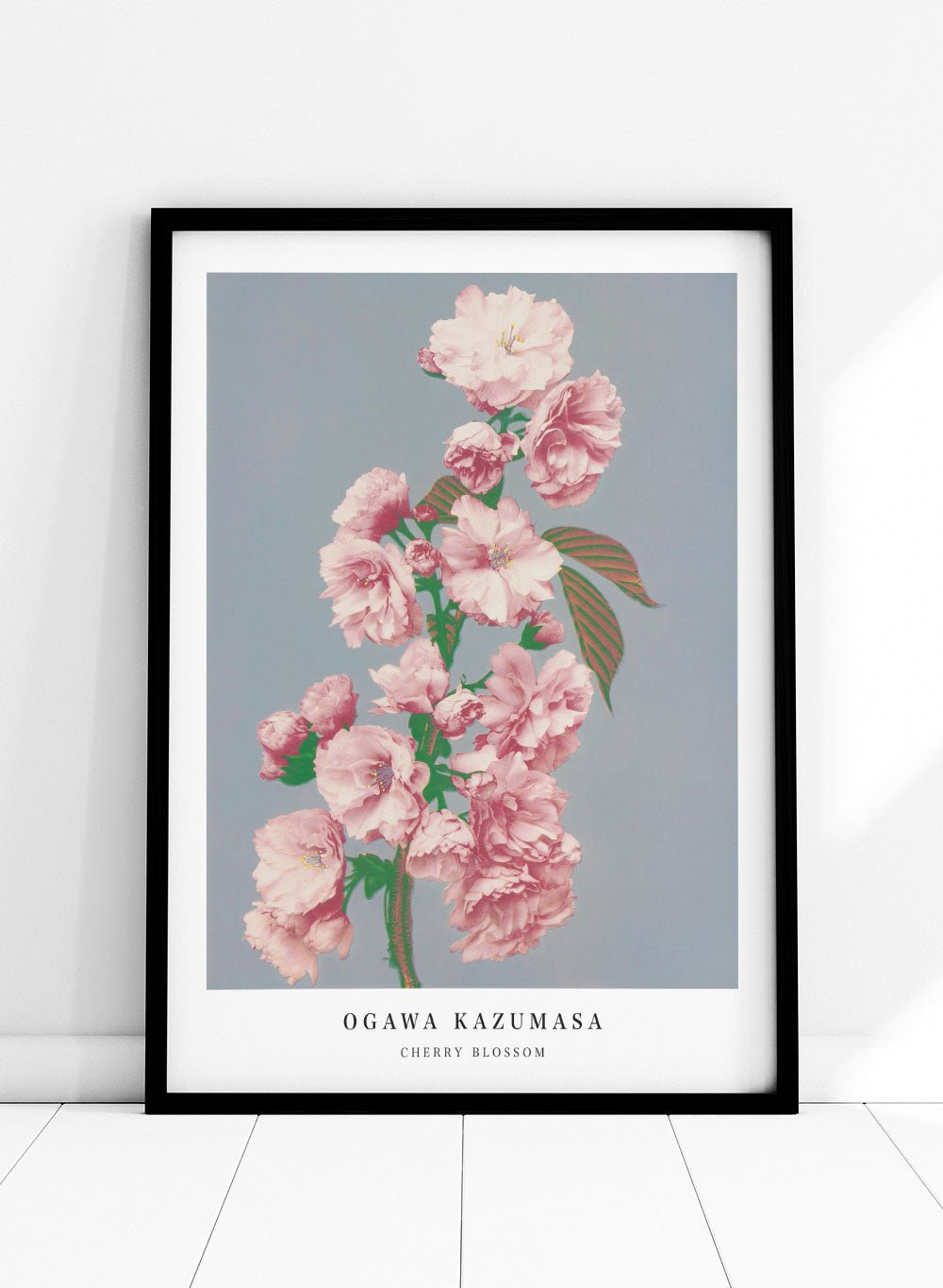 Ogawa Kazumasa Pink Cherry Blossom Flowers Japanese Art Print OK05_Sugar & Canvas