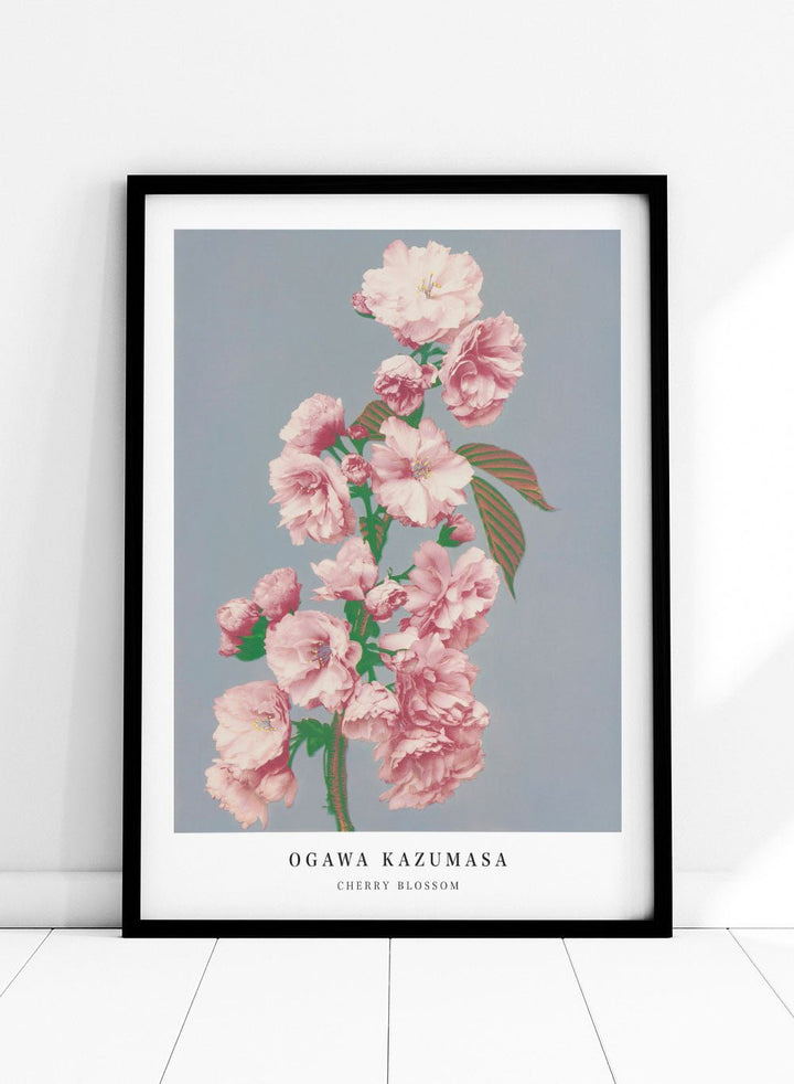 Ogawa Kazumasa Pink Cherry Blossom Flowers Japanese Art Print OK05_Sugar & Canvas