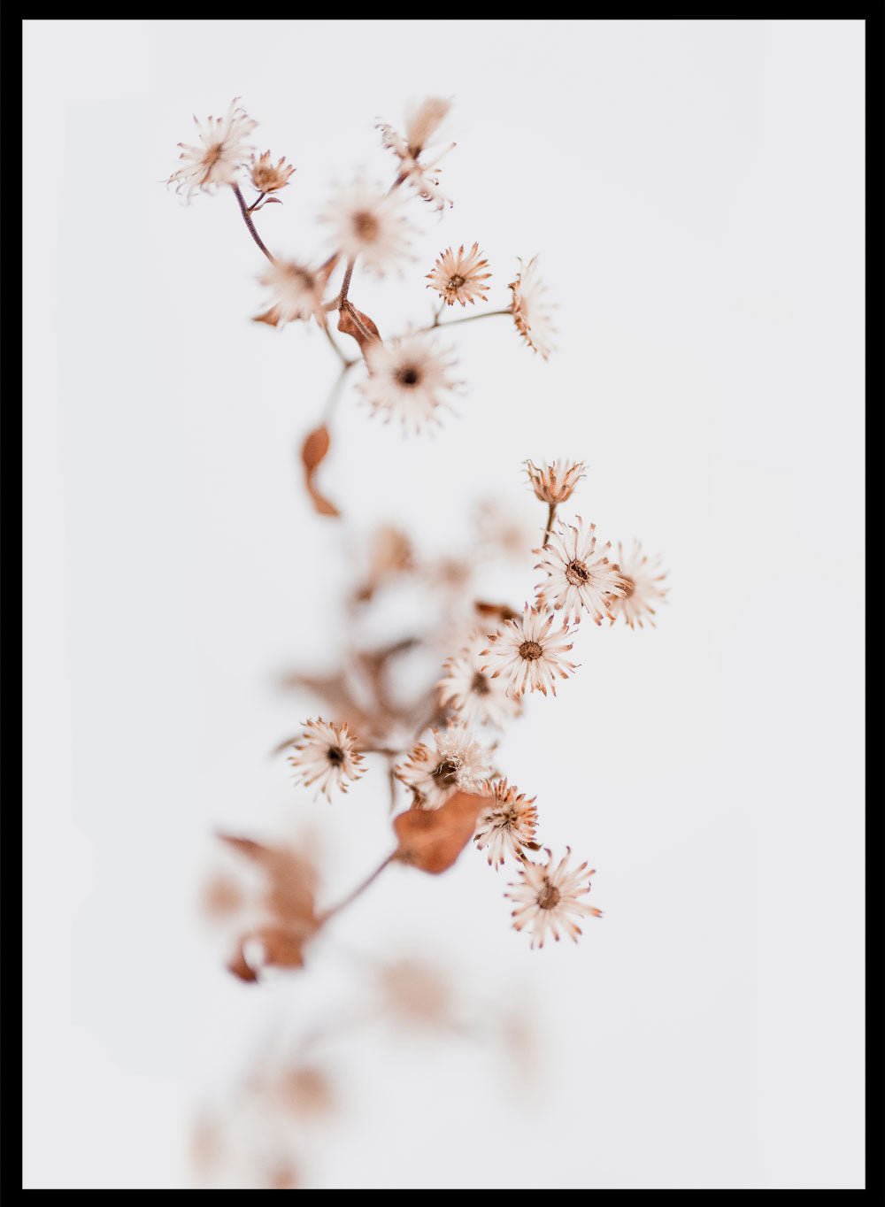 Macro Wildflowers Art Print_Sugar & Canvas